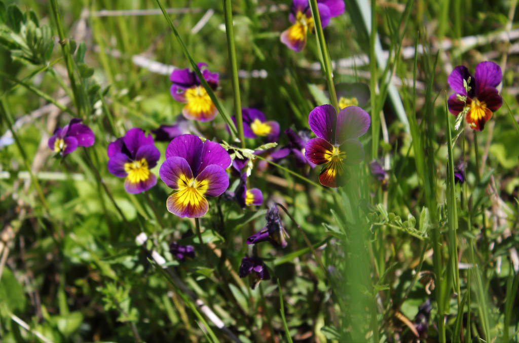 Viola tricolor (1)