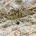 Ziswingen limestone quarry 7