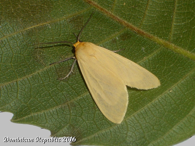DR072 Pareuchaetes insulata (Yellow-winged Pareuchaetes)