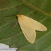 DR072 Pareuchaetes insulata (Yellow-winged Pareuchaetes)