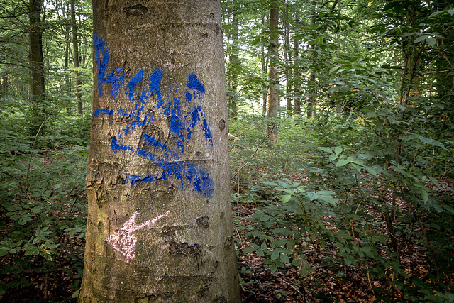 Cryptic messages on trees (28.05.2018)