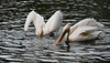 Pelicans in the park