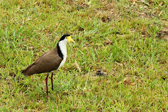 Plover lapwing