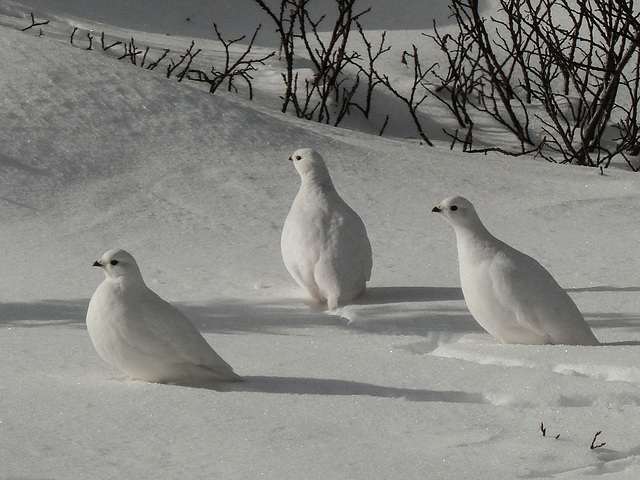 White-tailed Ptarmigan in the sun