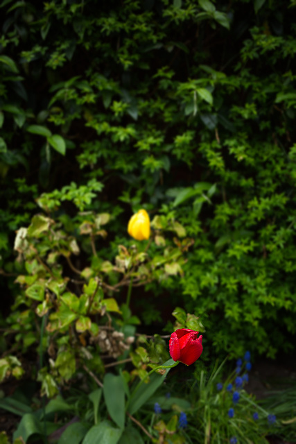 kleine rote Rose vor der großen grünen Wand