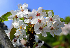Cerisier à fleurs pour enchanter le printemps