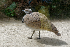 Outarde houbara d'Asie