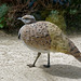 Outarde houbara d'Asie