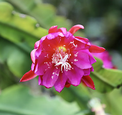 Hylocereus undatus, Fleur de Pitaya rose
