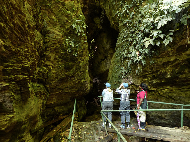 At the Oilbird (Steatornis caripensis) cave, Trinidad