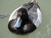 Lesser Scaup male / Aythya affinis