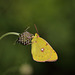 Clouded Yellow (Colias croceus) butterfly