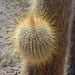 Bolivia, Isla del Pescado (Fish Island), Gemmation of Cactus