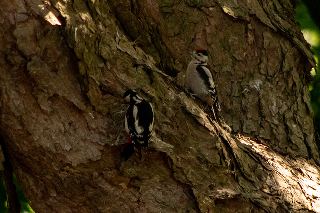 Great Spotted Woodpecker family