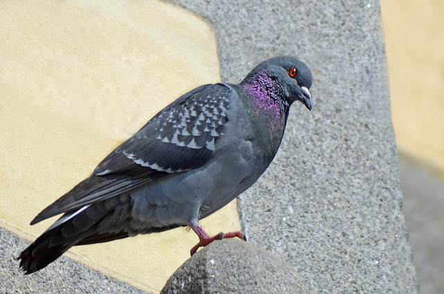 bain de soleil d'un pigeon