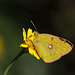 Clouded Yellow (Colias croceus) butterfly