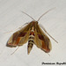 DR079 Agathodes designalis (Sky-pointing Moth)