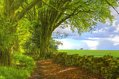 Bridleway by fields and trees