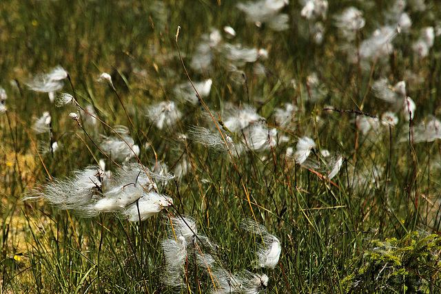 Wollgras im Wind - (Eriophorum)