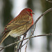 Rare in our yard, a House Finch