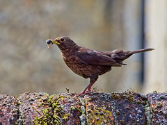 Female Blackbird with Insect