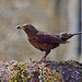 Female Blackbird with Insect
