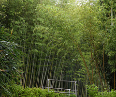 Villa Carlotta Gardens- Bamboo Garden