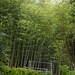 Villa Carlotta Gardens- Bamboo Garden