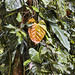 Red Leaf – Rainforest Adventures Costa Rica Atlantic, Guápiles, Limón Province, Costa Rica