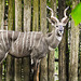 20210709 1595CPw [D~OS] Kleiner Kudu, Zoo Osnabrück