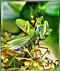 Gottesanbeterin (Mantis religiosa). ©UdoSm