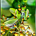 Gottesanbeterin (Mantis religiosa). ©UdoSm