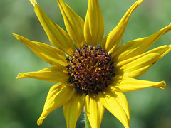 Sunflower sp.