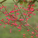 Spindle (Euonymus europaea) tree, laden with its colourful seedpods