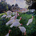 IMG 6513 Claude Monet. 1840-1926. Paris.  Les dindons  Turkeys  1877.   Paris Orsay.