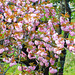 Cerisier du Japon ou Sakura**************