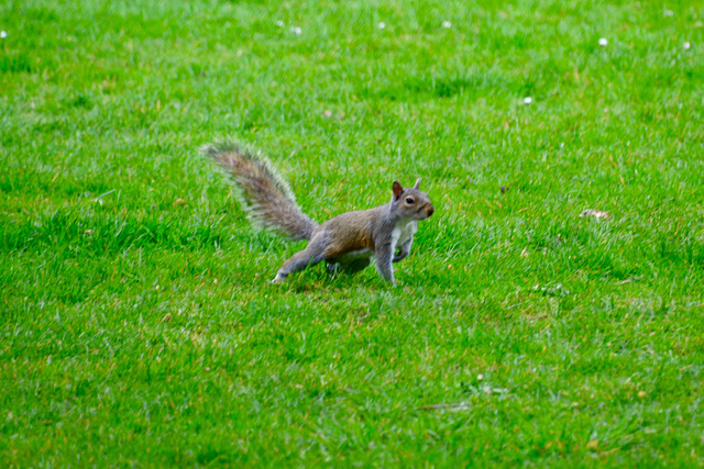 England 2016 – London – Squirrel