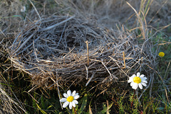 Partridge nest, Penedos