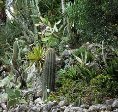 Villa Carlotta Gardens- Cacti and Succulents