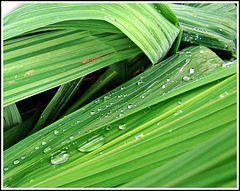 Water Drops On Leaves.