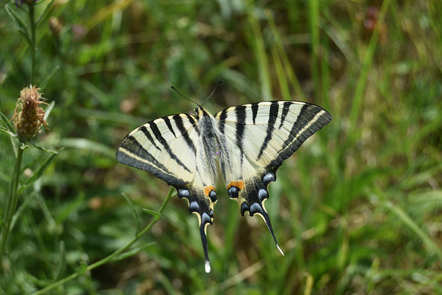 DSC 0558 DSC 0558