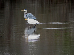Great blue heron & great egret
