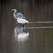 Great blue heron & great egret