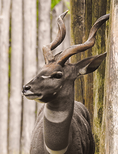 20210709 1600CPw [D~OS] Kleiner Kudu, Zoo Osnabrück