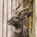 20210709 1600CPw [D~OS] Kleiner Kudu, Zoo Osnabrück