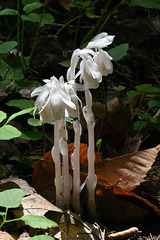 St bruno ghost plant DSC 4872 edited