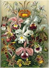 Diverses variétés d'Orchidées