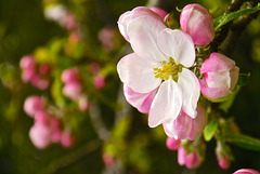 April Joy, Apple Blossom