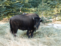 Bison/Buffalo