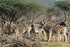 Namibia, Zebras in the Erindi Game Reserve